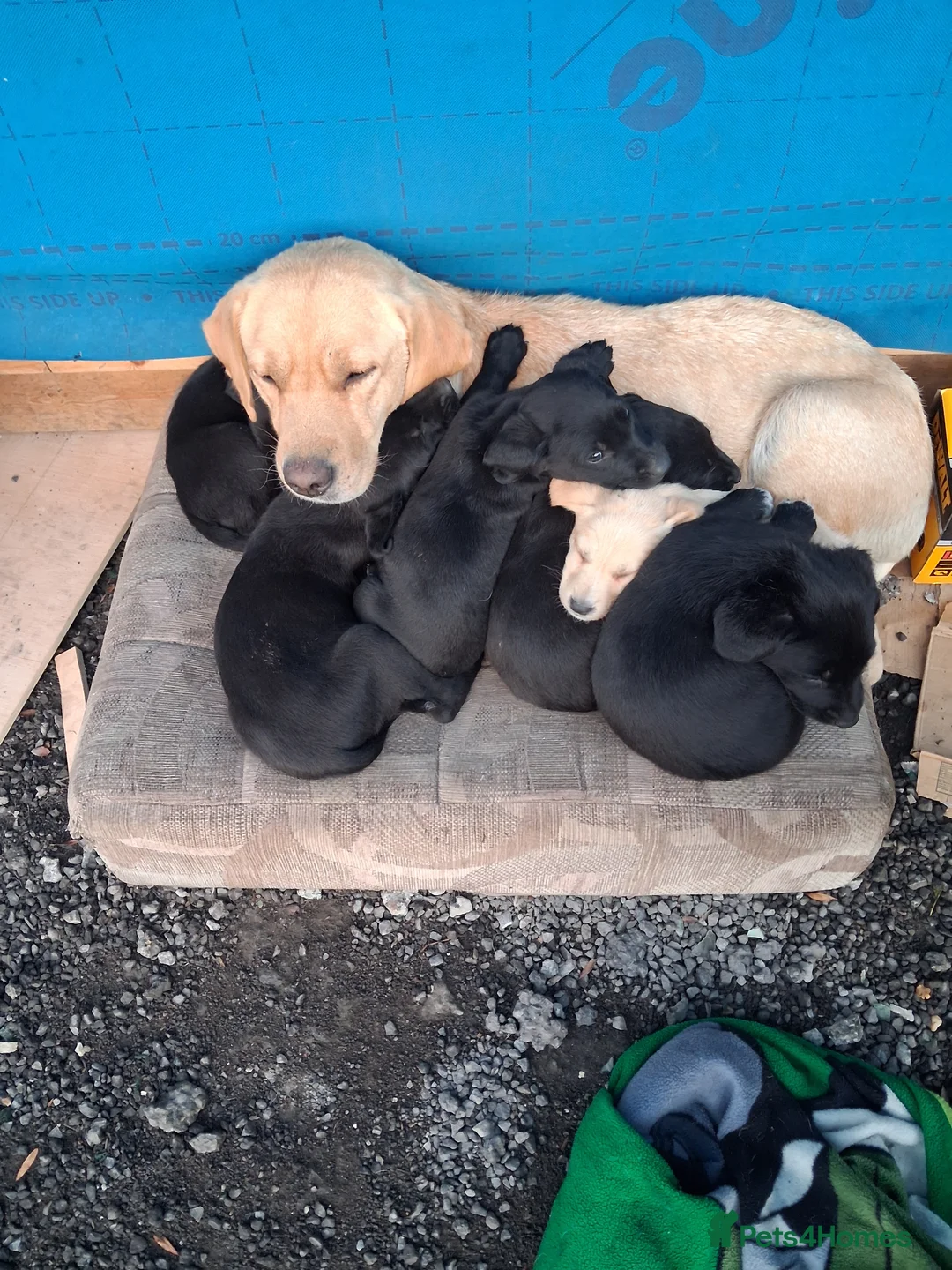 Labrador Retriever dogs for sale: Labradour puppies for sale ready 23rd oct - Advert 2
