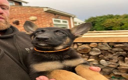 Mixed Breed dogs for sale: Czech shepherd x Belgium malinois - Image 21