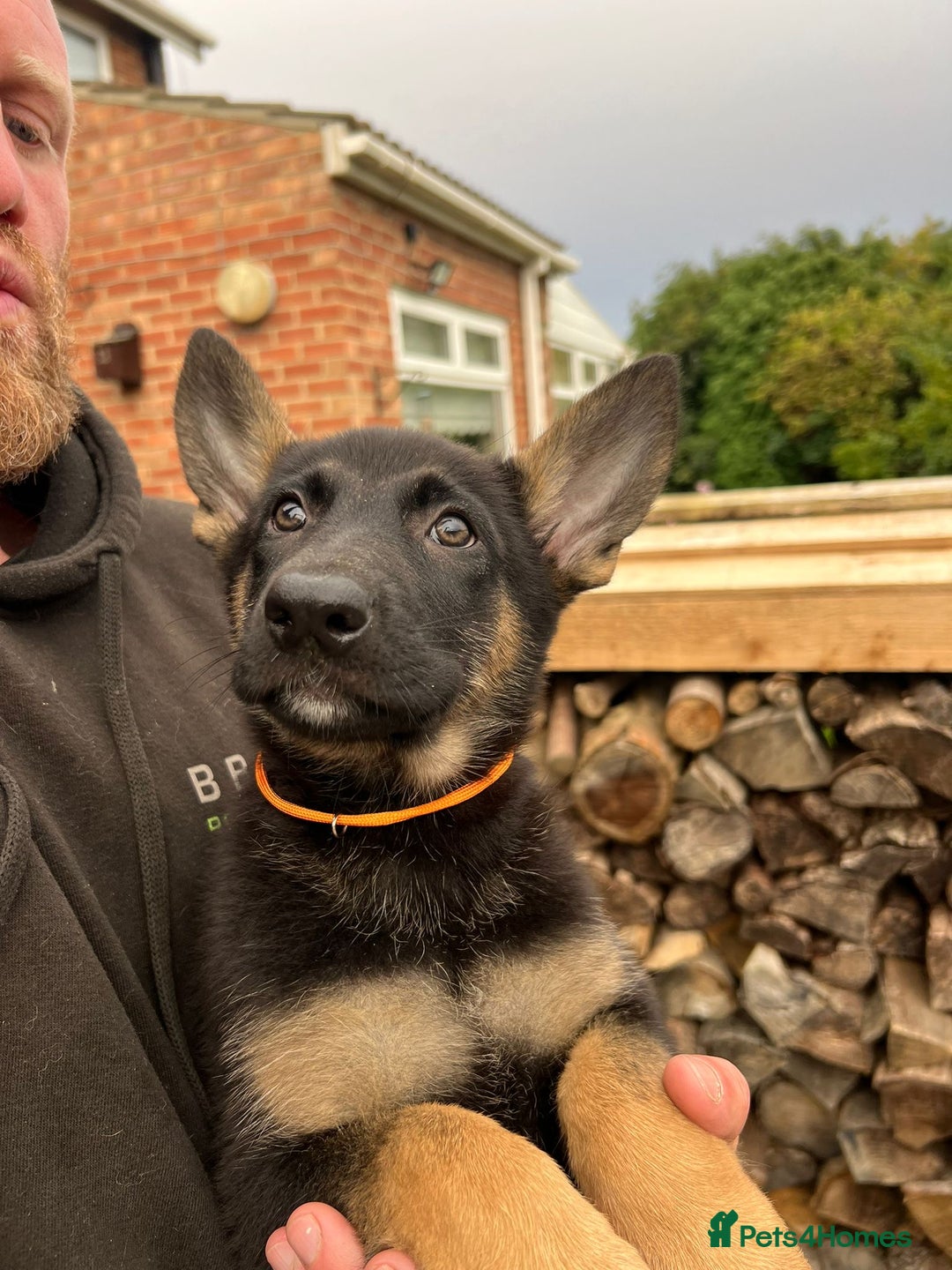 Mixed Breed dogs for sale: Czech shepherd x Belgium malinois - Image 21