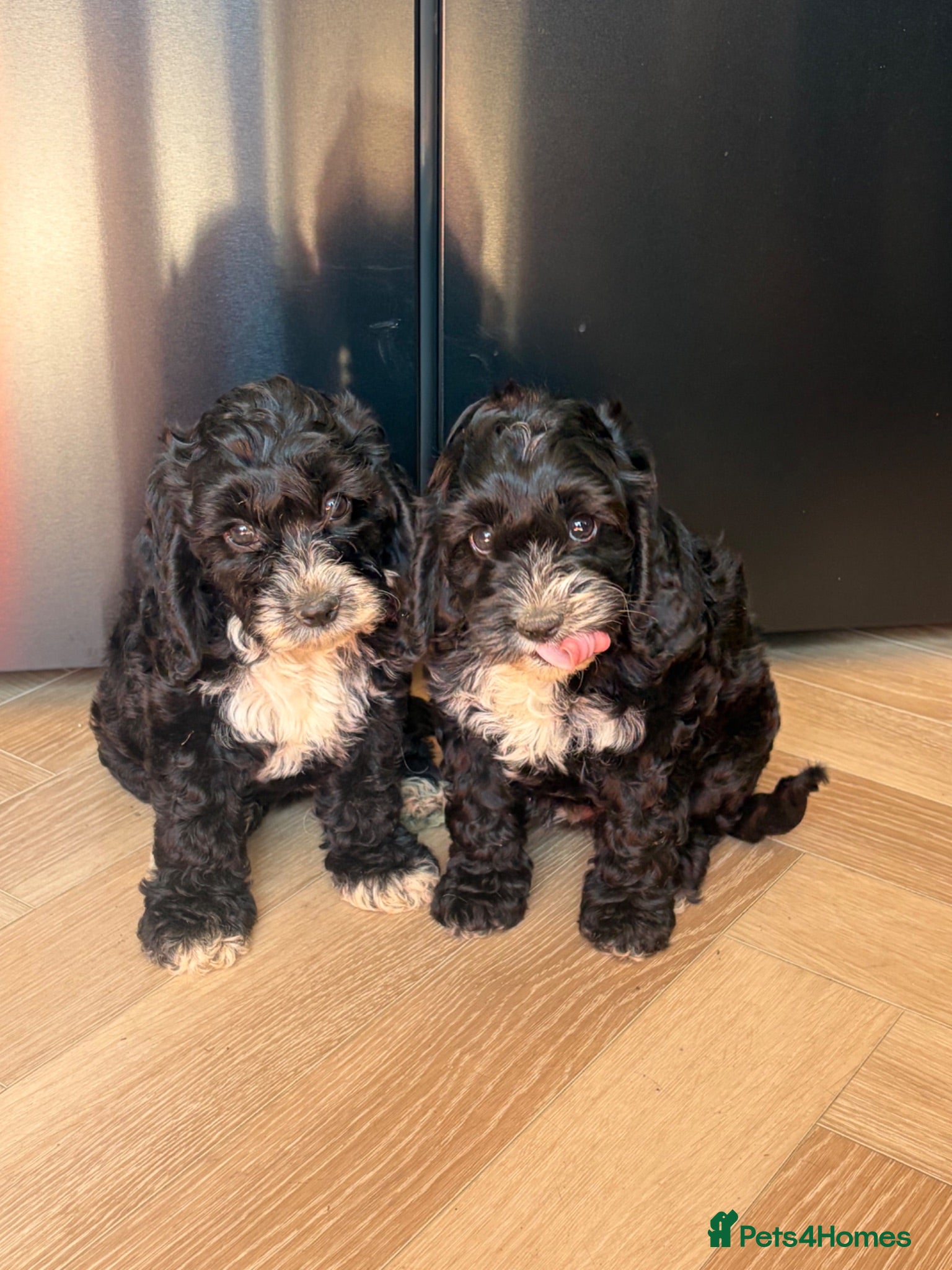 Cockapoo dogs F1 Cockapoo Pups  - Advert 2