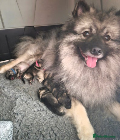 Keeshond dogs - Advert 3
