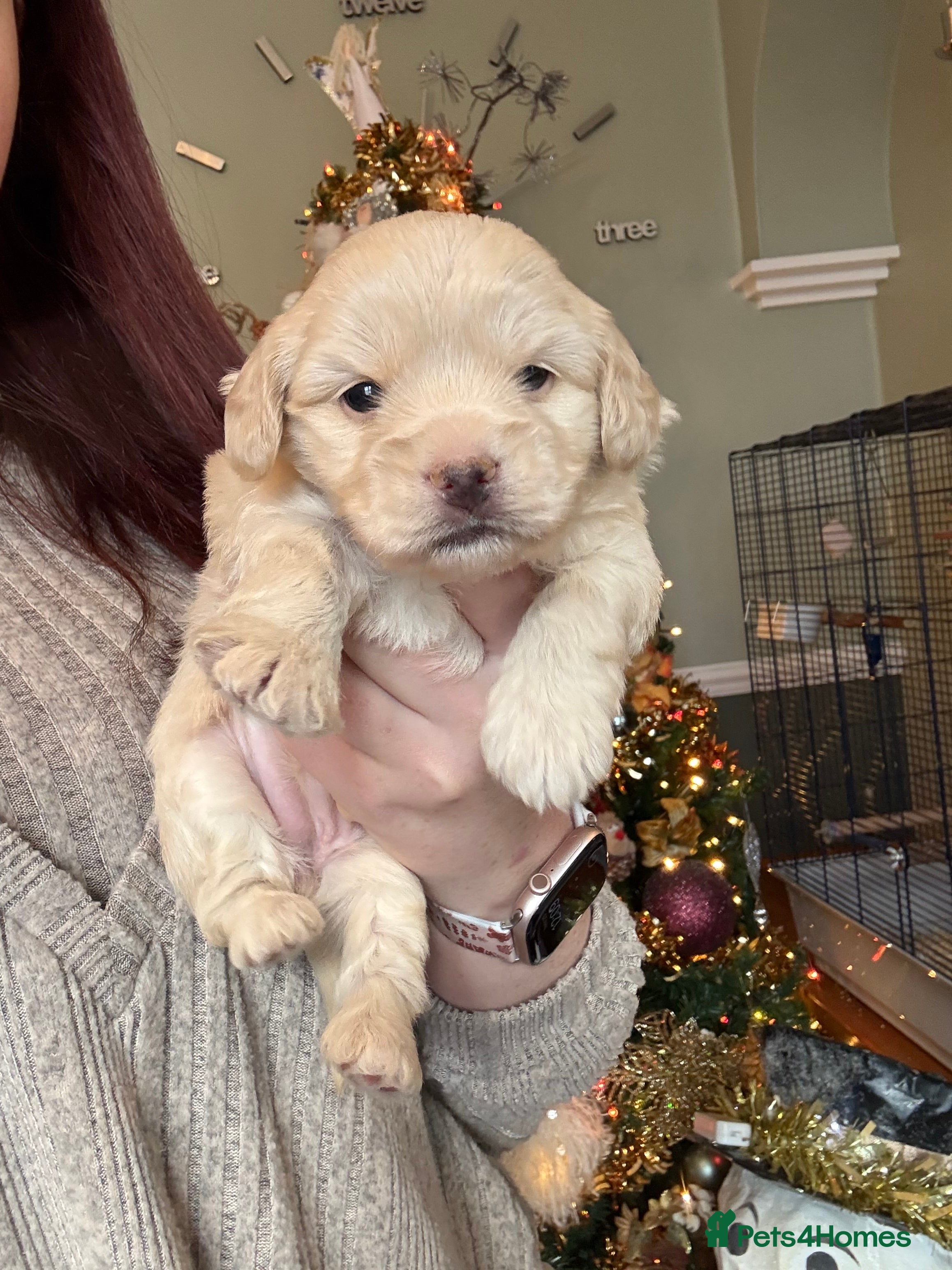 Mixed Breed dogs ✨Adorable Cockapompoo Puppies✨ - Advert 1