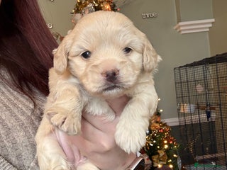 Mixed Breed dogs ✨Adorable Cockapompoo Puppies✨ - Advert 1