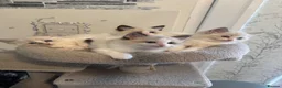 Ragdoll cats for sale: Beautiful Ragdoll Kittens - Advert 4
