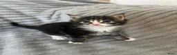 Maine Coon cats for sale: Beautiful Maine coon kittens - Advert 19