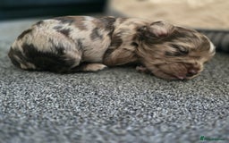 Cocker Spaniel dogs for sale: Cocker spaniels for sale  - Image 13