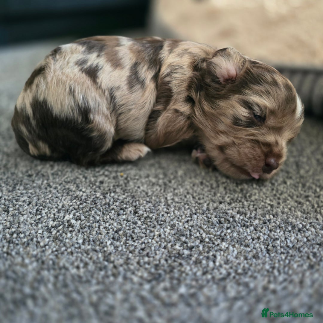 Cocker Spaniel dogs for sale: Cocker spaniels for sale  - Image 13