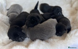 Mixed Breed dogs for sale: ChowPei Pups  - Image 3