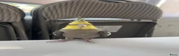 Cockatiels birds for sale: 4x mixed coloured cockatiles - Advert 4