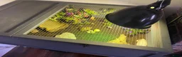 Tortoise reptiles for sale: Turkish spur-thighed tortoises in Norwich - Advert 1