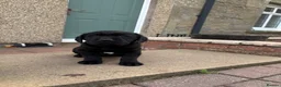 Labrador Retriever dogs for sale: KC Black Labradors - show type  - Advert 4