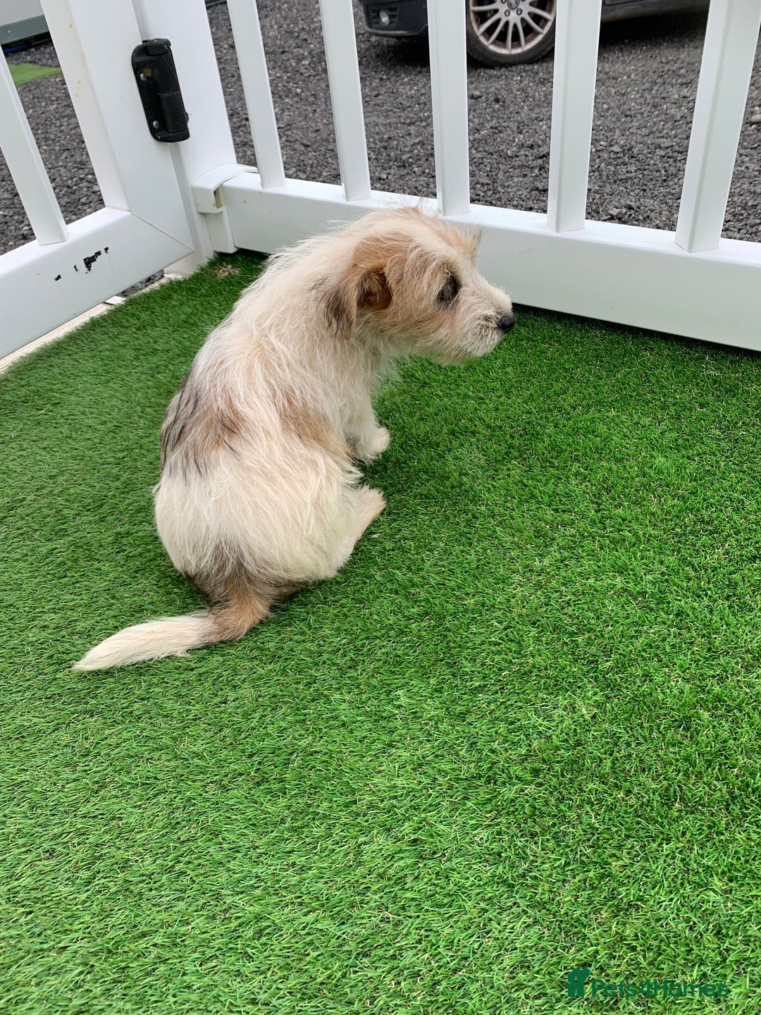 Jack Russell dogs for sale: Jack Russell Terrier  - Image 6