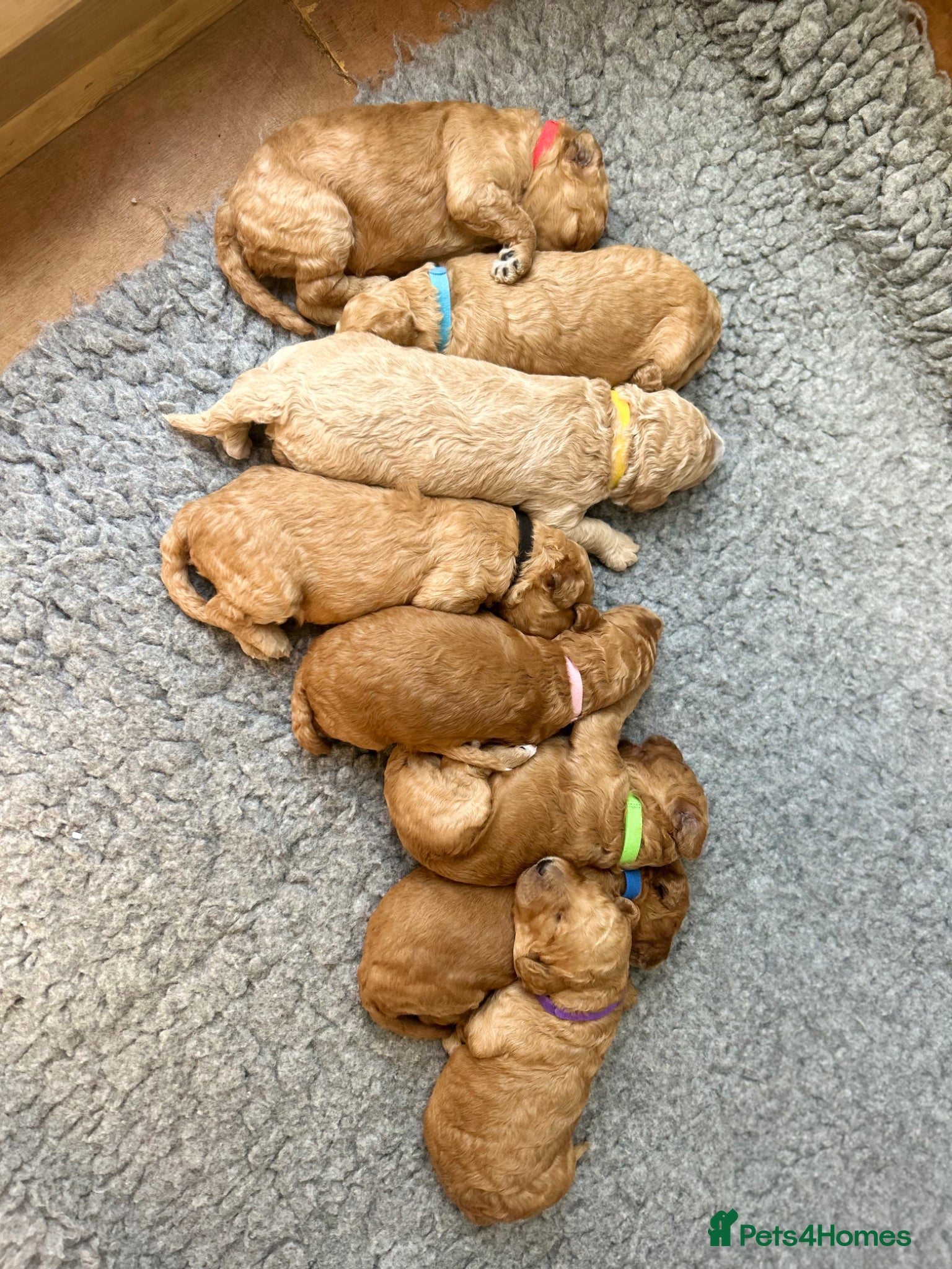 Standard Poodle dogs Apricot Standard Poodle Puppies  - Advert 2