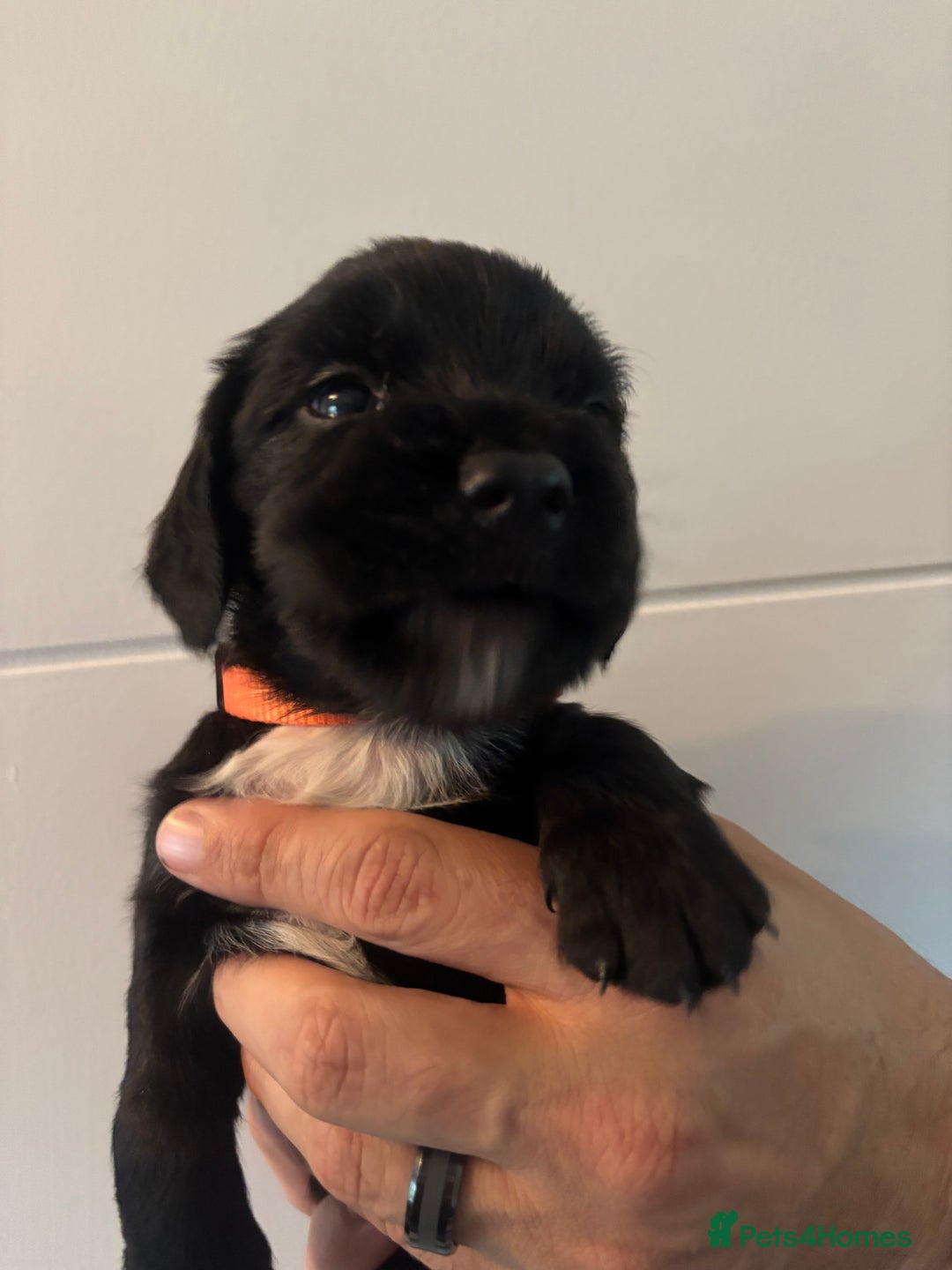 Sprocker dogs for sale: Sprocker Spaniels  - Image 2