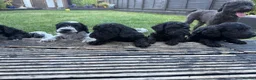 Mixed Breed dogs for sale: Jackapoo puppies  in Luton - Advert 15