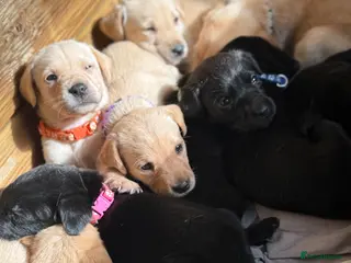 Labrador Retriever dogs KC registered black, yellow & red labradors - Advert 16