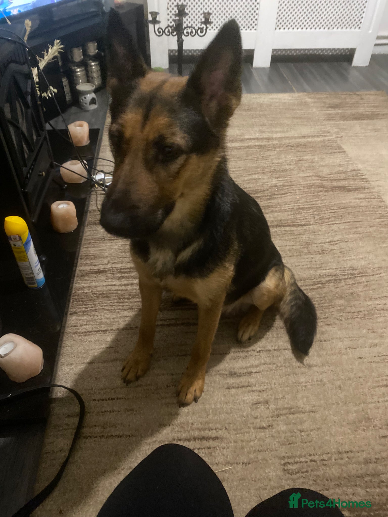 German Shepherd dogs Beautiful litter of German Shepard puppies - Advert 8