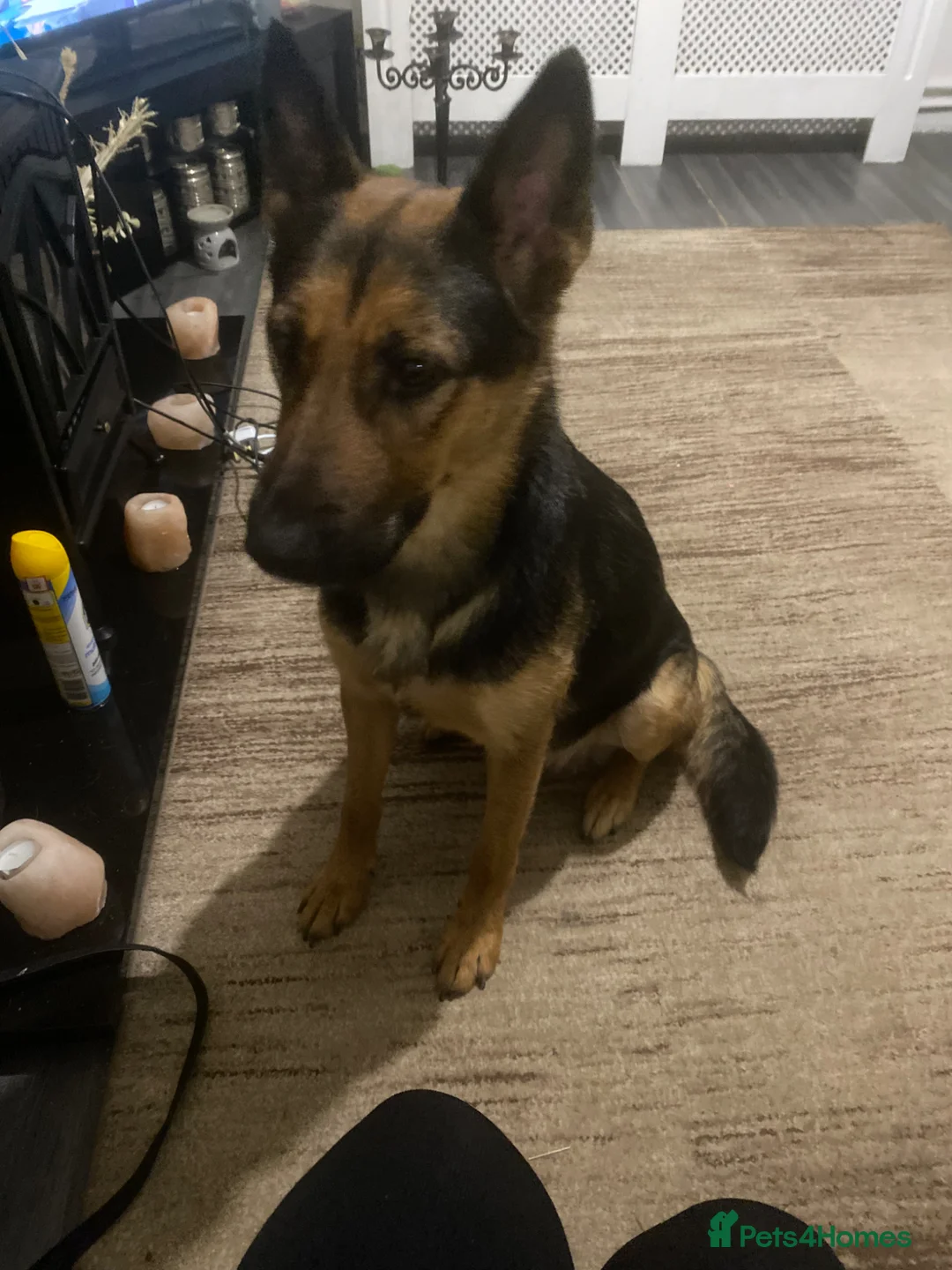 German Shepherd dogs for sale: Beautiful litter of German Shepard puppies - Advert 1