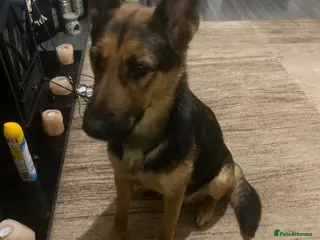 German Shepherd dogs Beautiful litter of German Shepard puppies - Advert 2