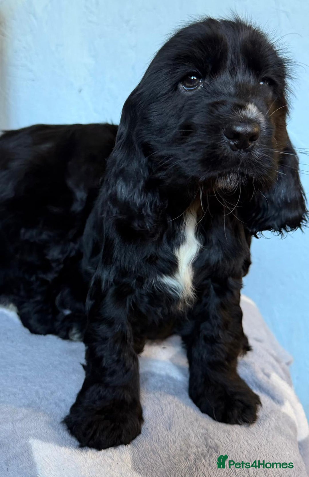 Cocker Spaniel dogs for sale: Show type Cocker Spaniel puppies  - Advert 9