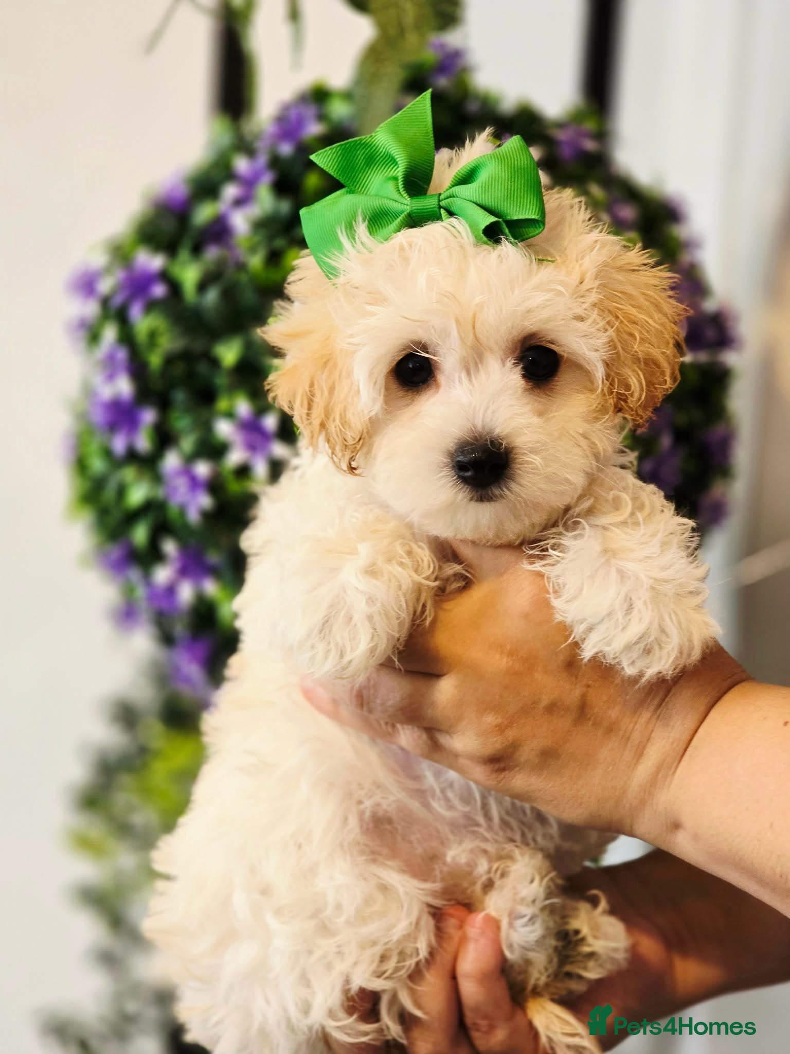 Maltipoo dogs Only 3 girls left . Ready now . - Advert 3