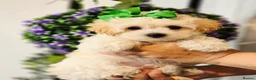 Maltipoo dogs for sale: £1000. 3 GIRLS LEFT . READY NOW . - Advert 13