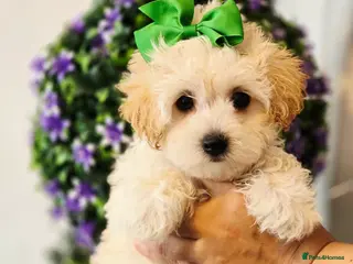 Maltipoo dogs Only 3 girls left . Ready now . - Advert 3
