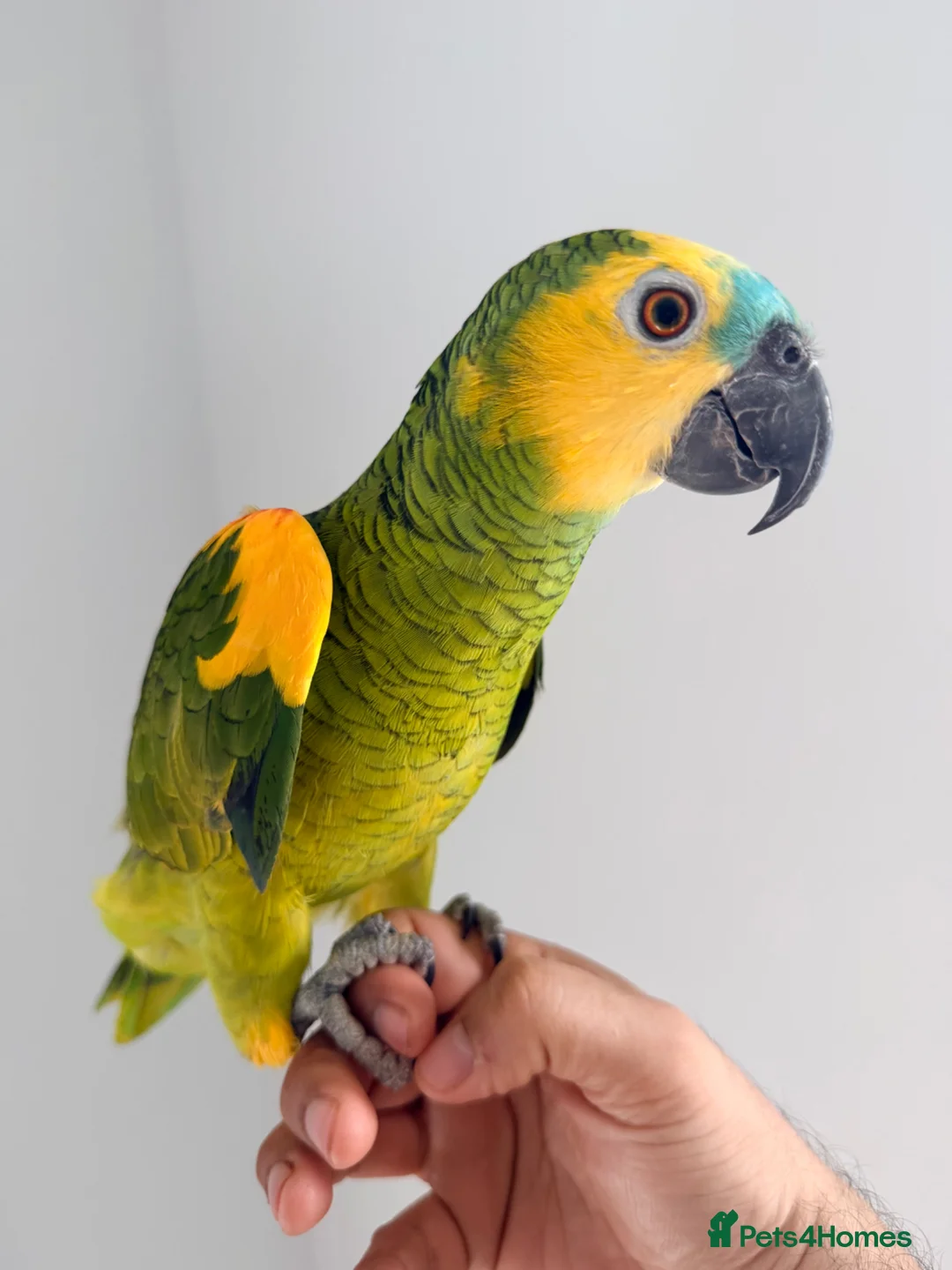 Parrots birds for sale: Blue fronted Amazon parrot fully tamed and talking in Colchester - Advert 2
