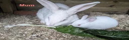 New Zealand rabbits for sale: New Zealand Californian Rabbits - Advert 4
