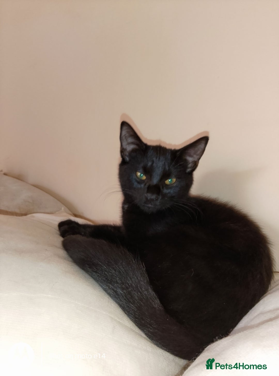 Mixed Breed cats for sale: 2 little boys,one black,one tuxedo  - Image 6