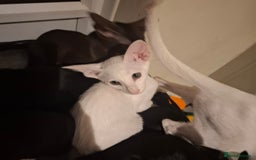 Oriental cats for sale: Absolutly loving beautiful oriental kittens - Image 6