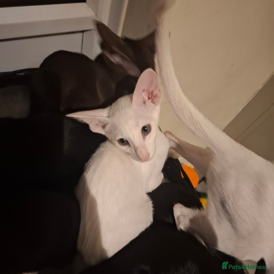 Oriental cats for sale: Absolutly loving beautiful oriental kittens - Image 6