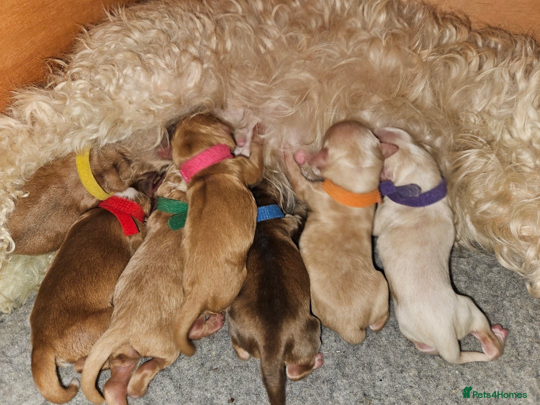 Cockapoo dogs for sale: F2 cockapoos - Image 3