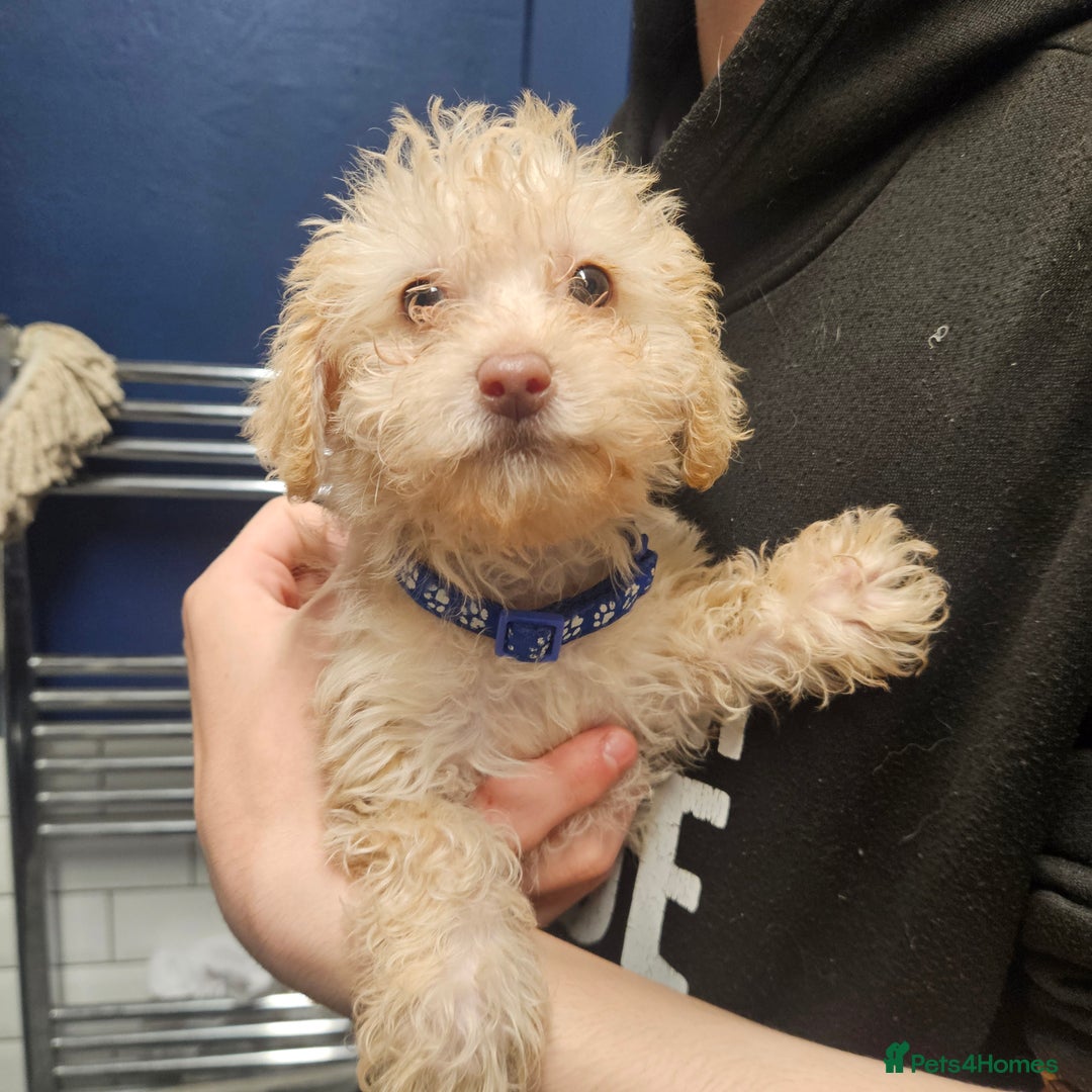 Mixed Breed dogs for sale: Crestepoo puppies  - Image 2