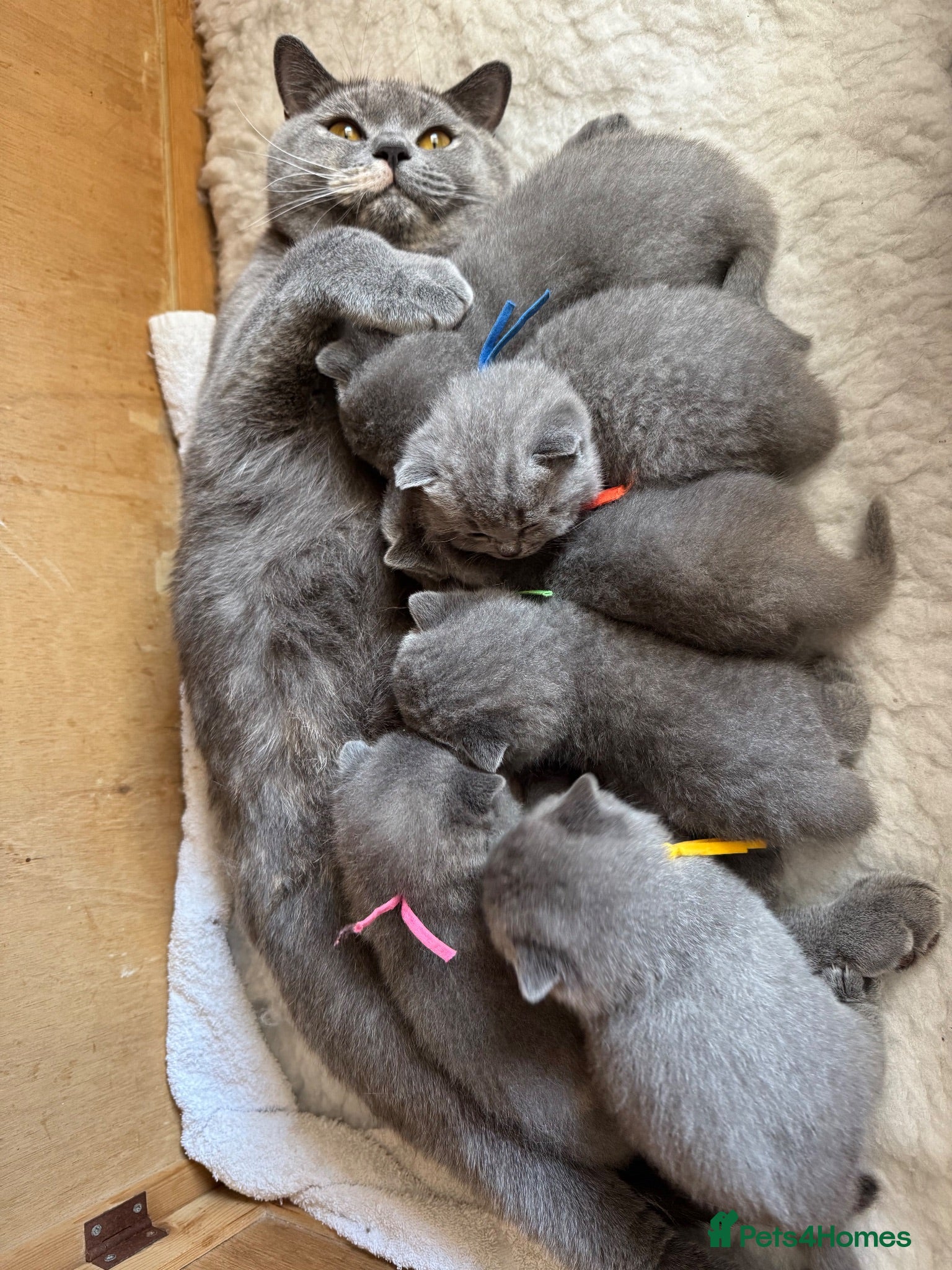 British Shorthair cats Imperial Grand Champion Sired British Shorthair  - Advert 2