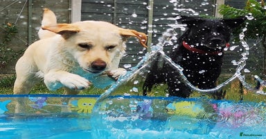 Labrador Retriever dogs - Advert 1