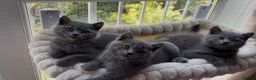 British Shorthair cats for sale: READY NOW ✨ British Shorthair Blue Kittens  - Advert 16