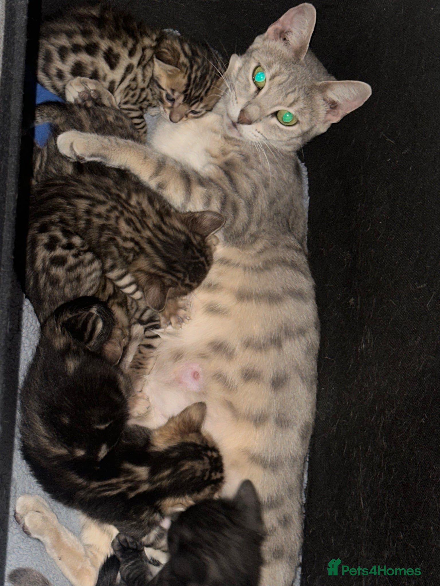 Bengal cats Pure breed Bengal kittens - Advert 1