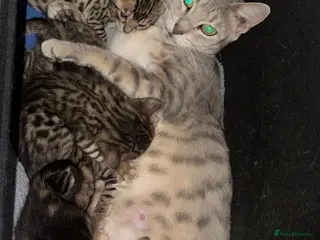 Bengal cats for sale: Beautiful Bengal kittens - Advert 4