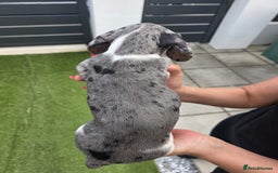 Dachshund dogs for sale: Beautiful piebald and dapple dachshund puppies  - Image 23