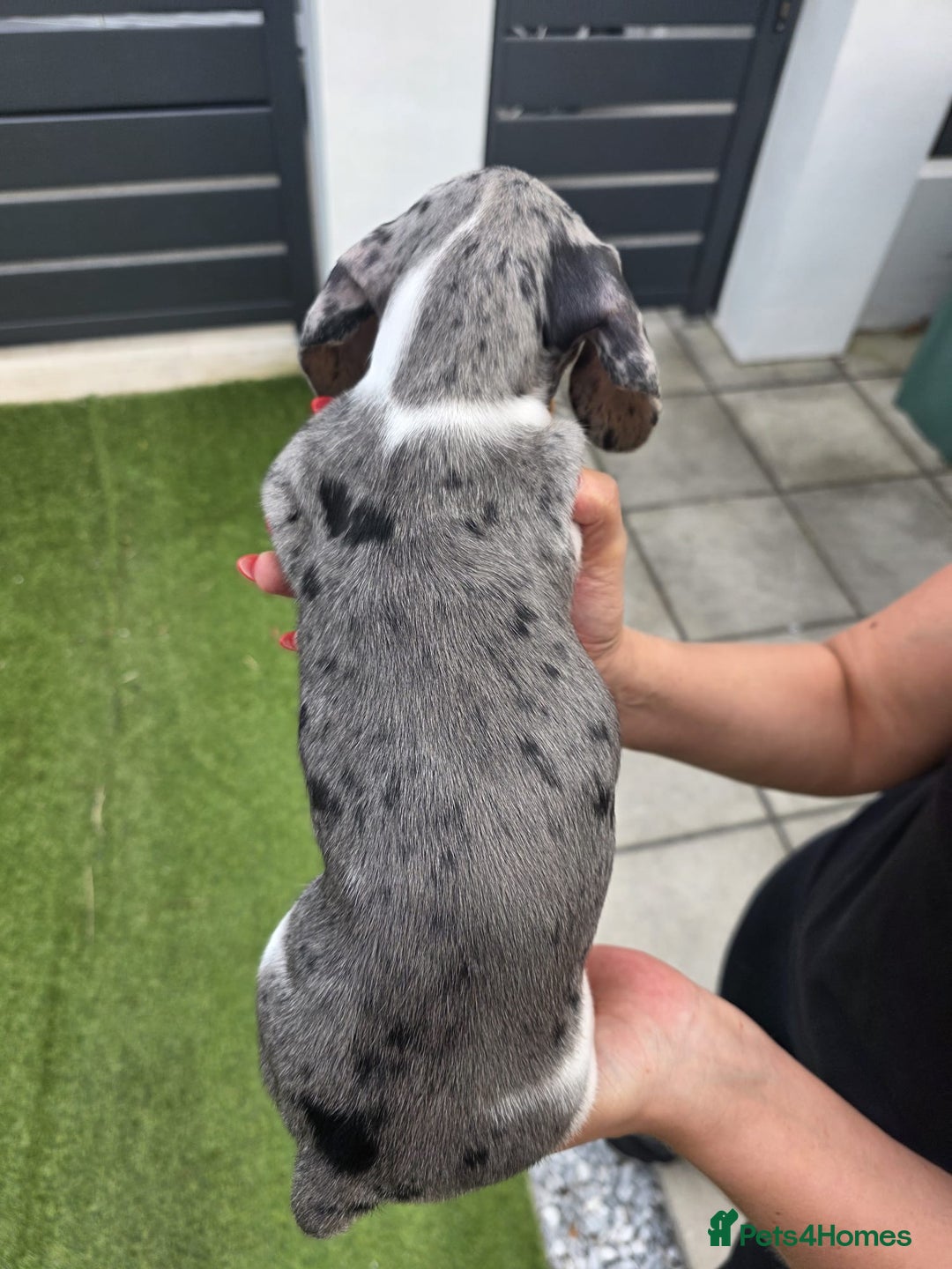 Dachshund dogs for sale: Beautiful piebald and dapple dachshund puppies  - Image 23