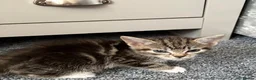 Mixed Breed cats for sale: Kittens for sale  - Advert 8