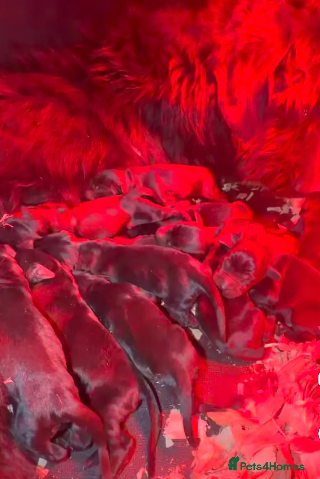 Giant Schnauzer dogs for sale: 2 beautiful KC registered Giant Schnauzer puppies in Gillingham - Advert 2