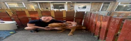 Mixed Breed dogs for sale:  Jax , Male dog de bordoux / bull lurcher  in Hull - Advert 4