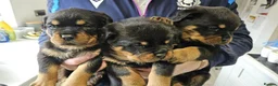 Rottweiler dogs for sale: Rottweiler pups in Bilston - Advert 3