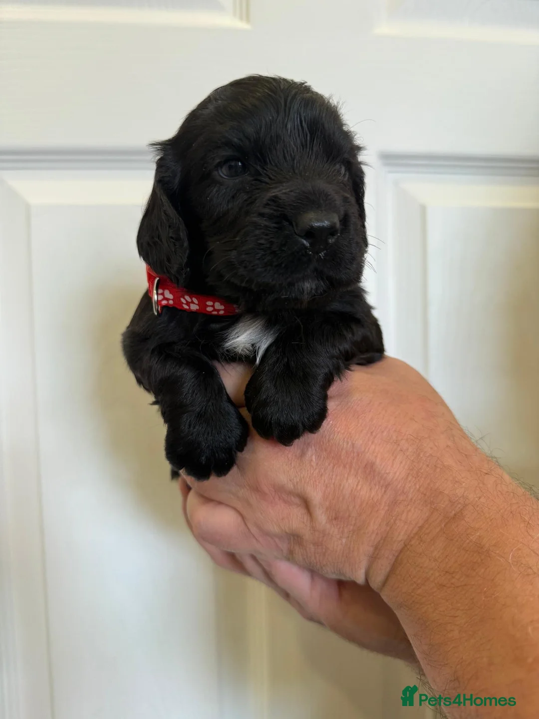 Cocker Spaniel dogs for sale: Beautiful Working Cocker KC Registered pups - Advert 13
