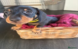 Dachshund dogs for sale: Beautiful dachshund puppies - Image 18