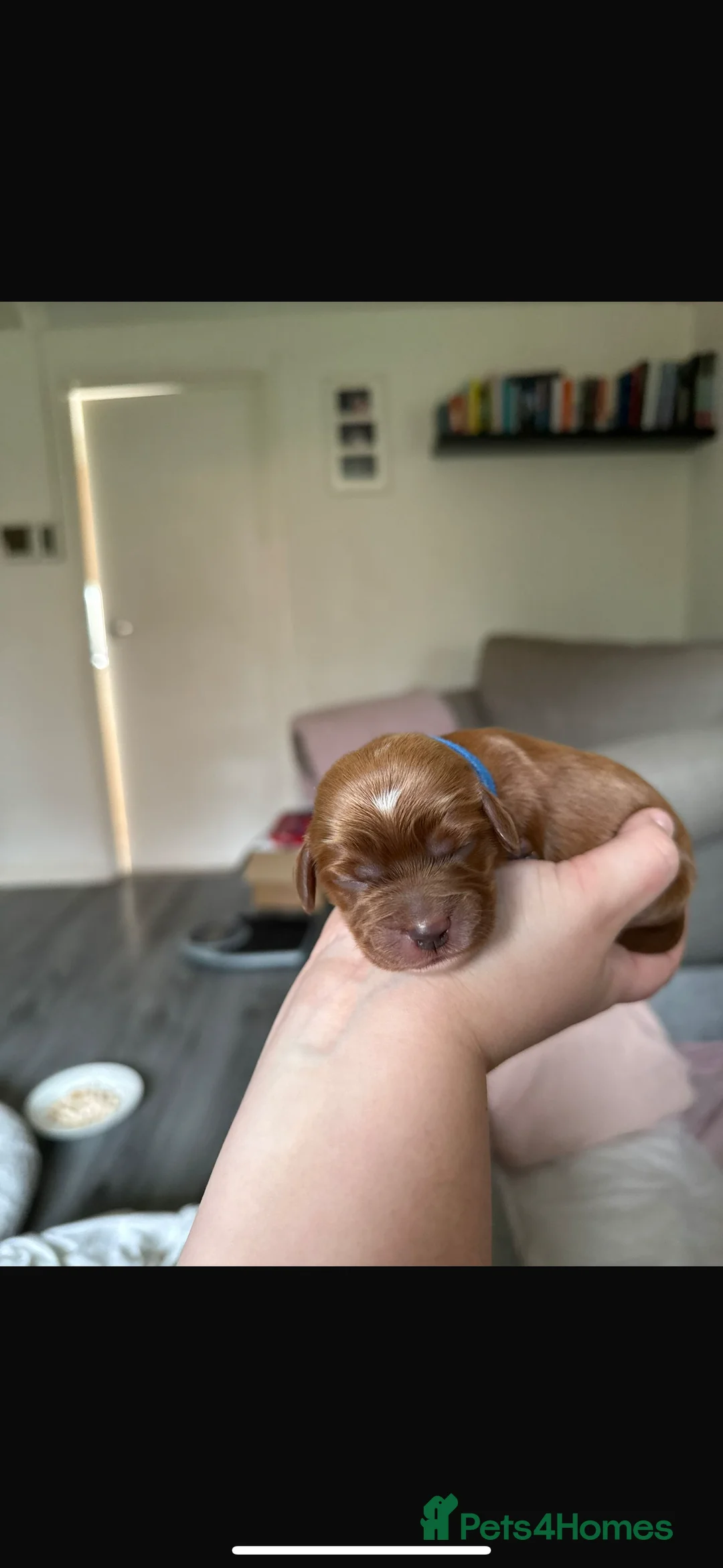 Mixed Breed dogs for sale: Beautiful cocker spaniel & Cavapoo puppies  in Bingley - Advert 4