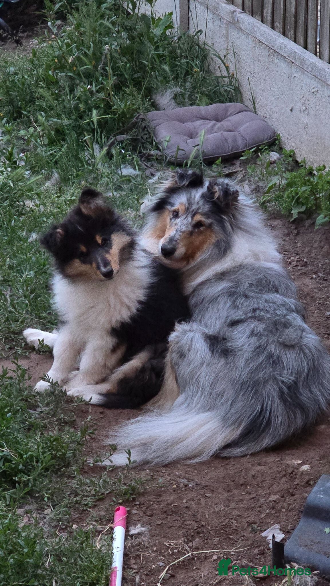 Rough Collie dogs Full pedigree rough collie puppy  - Advert 4