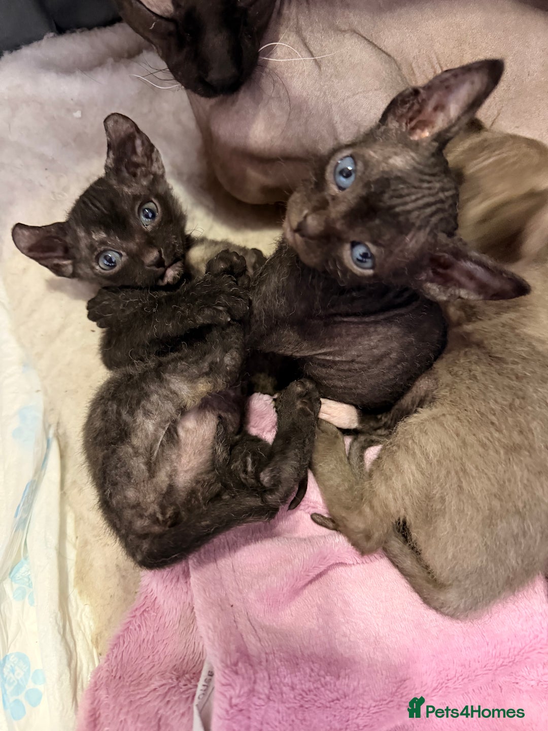 Sphynx cats for sale: Beautiful Sphynx and Elf kittens 🐾🩵🩷 - Advert 14